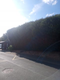 Location : taille haie Location : taille haie